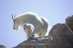 mountain goat, goat, Mt. Evans, Denver, Colorado
